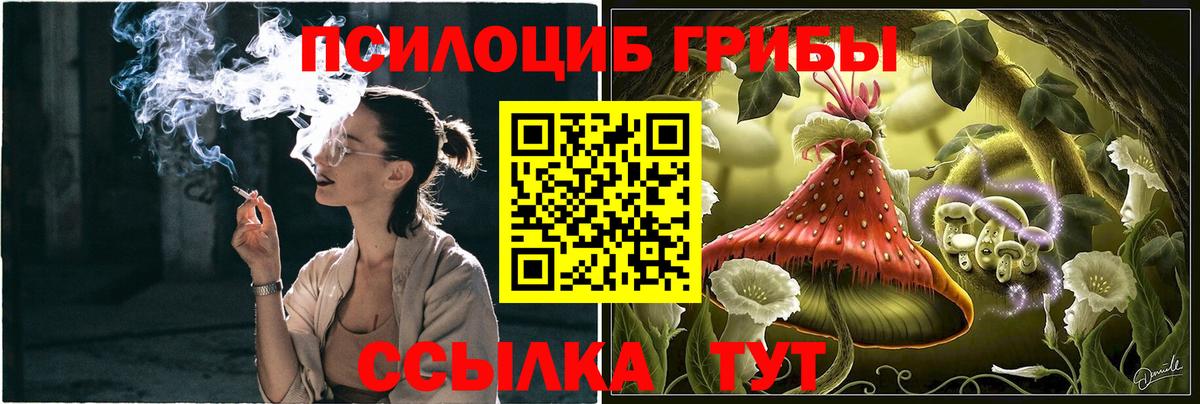 Псилоцибиновые грибы Psilocybine cubensis  Курган 