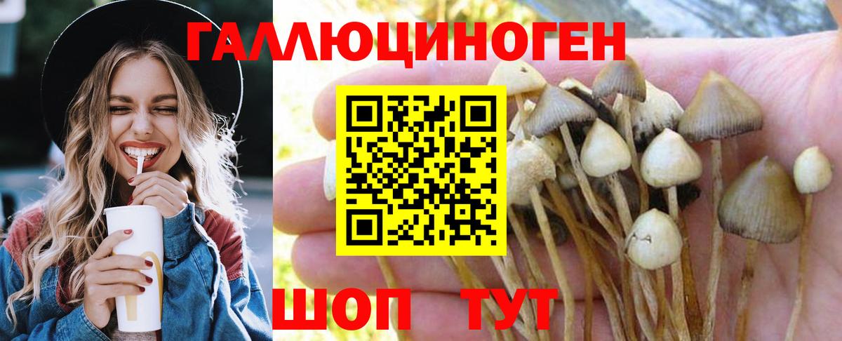 Псилоцибиновые грибы GOLDEN TEACHER  Галлюциногенные грибы мицелий  Курган  Вход с VPN 